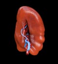 Spleen Healthy Internal Organ, Human Anatomy