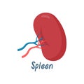 Spleen Healthy Internal Organ, Human Anatomy Vector Illustration