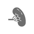 Spleen, human organ grey icon. Isolated on white background
