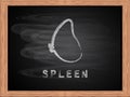 Spleen icon on blackboard flat design.