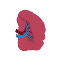 Spleen icon flat Royalty Free Stock Photo
