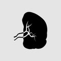 Spleen icon. Human Internal Organs. medical Vector Illustration