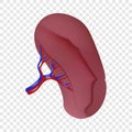 Spleen icon, realistic style