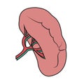 Spleen illustration. Drawing of spleen