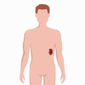 Spleen on man body silhouette vector medical illustration isolated on white backgroun d. Human inner organ placed in Royalty Free Stock Photo