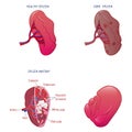 Spleen milt anatomy icons set, cartoon style Royalty Free Stock Photo