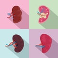 Spleen milt anatomy icons set, flat style