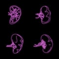 Spleen milt anatomy icons set vector neon