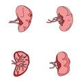 Spleen milt anatomy icons set vector color