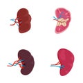 Spleen milt anatomy icons set vector isolated