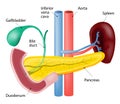 Spleen and pancreas