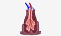 The spleen supports the lymphatic system by filtering blood and producing white blood cells, or lymphocytes