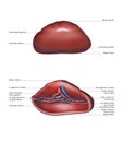 Spleen on the upper lateral and ventral sides. Vector