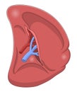Spleen visceral surface