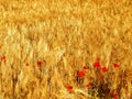 Splendent wheat field with a poppies southern Spain Royalty Free Stock Photo