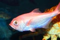 Splendid alfonsino