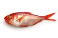 Splendid alfonsino, japanese kinmedai Royalty Free Stock Photo