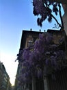 Splendid ancient house and wisteria in Turin city, Italy