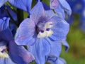 Splendid blue delphinium