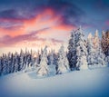 Splendid Christmas scene in the mountain forest Royalty Free Stock Photo