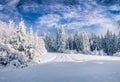 Splendid Christmas scene in the mountain forest at sunny day