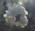 Splendid cluster of plum blossoms Royalty Free Stock Photo