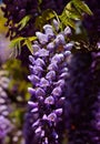 Splendid cluster of Wisteria flowers Royalty Free Stock Photo