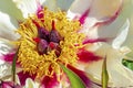 Macro view of the petals, sepals, stem and seed of a peony flower Royalty Free Stock Photo