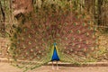 A splendid colourful peacock