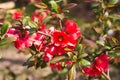 Delight chinese quince flowers in spring