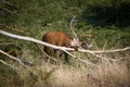 Splendid deer scratching with a branch in forest in Richmond par