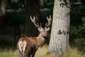 Splendid deer standing in grass in Richmond park