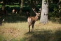 Splendid deer standing with herd in grass in Richmond par