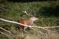 Splendid deer standing in tall grass in Richmond park