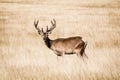 Splendid deer standing in tall yellow grass in Richmond park