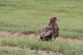 The splendid eagle, queen of the Mongolian skies Royalty Free Stock Photo