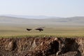 The splendid eagle, queen of the Mongolian skies Royalty Free Stock Photo