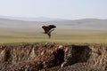 The splendid eagle, queen of the Mongolian skies Royalty Free Stock Photo