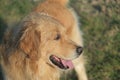 Splendid example of golden retriever dog with brown fur. Royalty Free Stock Photo