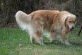 Splendid example of golden retriever dog with brown fur. Royalty Free Stock Photo