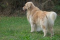 Splendid example of golden retriever dog with brown fur. Royalty Free Stock Photo