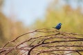 Splendid Fairy Blue Wren