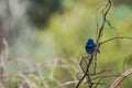 Splendid Fairy Blue Wren