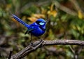 Splendid Fairy Wren