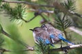 Splendid Fairy wren