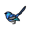 splendid fairywren bird exotic color icon vector illustration