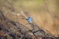 Splendid fairywren Royalty Free Stock Photo
