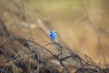 Splendid fairywren Royalty Free Stock Photo