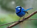 Male Splendid Fairywren in Breeding Plumage