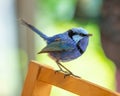 Male Splendid Fairywren in Breeding Plumage